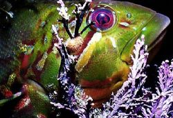 Rock Greenling taken at Neah Bay Washington on a shore di... by Cal Romaneschi 